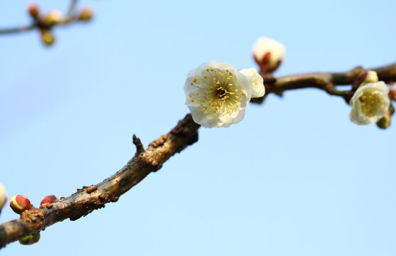 春暖花开