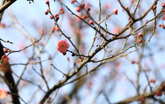 春暖花开