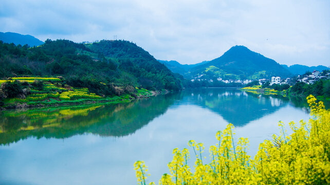 新安江畔油菜花