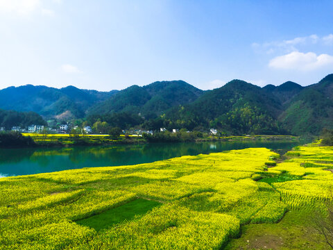 新安江畔油菜花