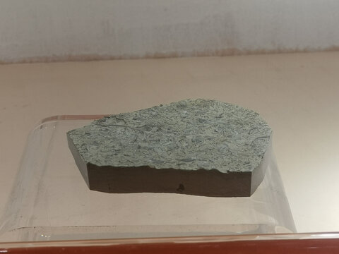 叉尾虫化石