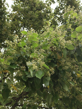 樟树花
