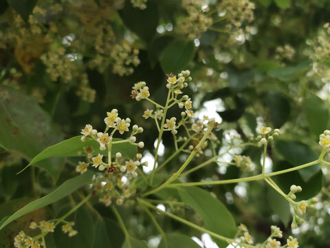 樟树花特写