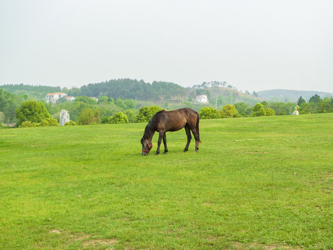 马