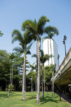 城市椰子树