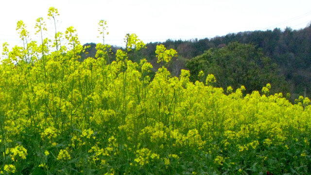 油菜花