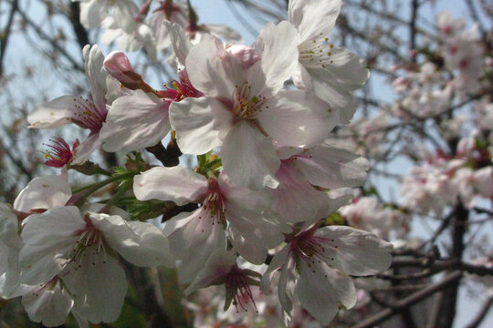 东京樱花