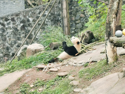 在吃竹子的熊猫