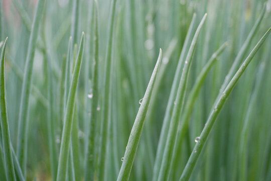 雨后绿色植物小葱