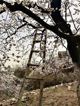 搭在杏花树上的木梯
