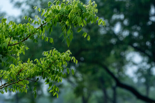 春雨下的绿叶