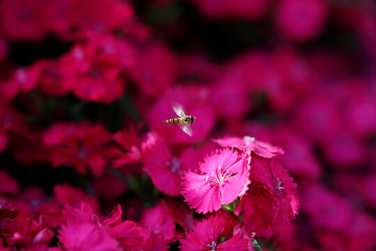 一只蜜蜂在红色须苞石竹上采密