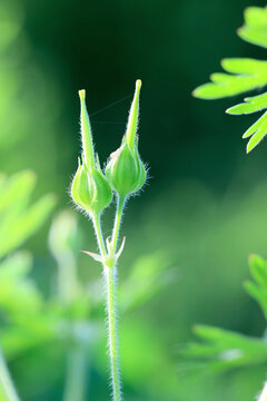 双头野老鹳草