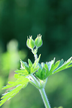 双头野老鹳草