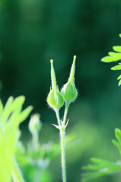 双头野老鹳草