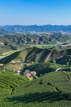 高山茶园