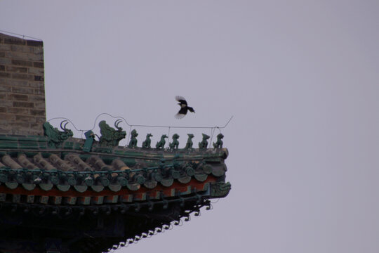 北京正阳门屋脊上的飞鸟