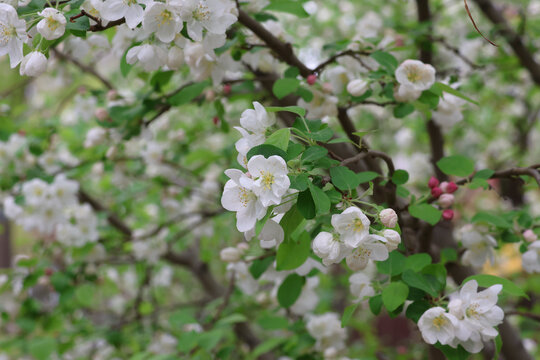 阳春三月鲜花绽放海棠花盛开