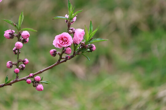 阳春三月桃花盛开春季来临