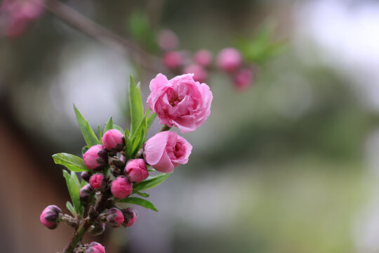 阳春三月鲜花绽放百花盛开