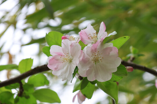 阳春三月鲜花绽放海棠花盛开