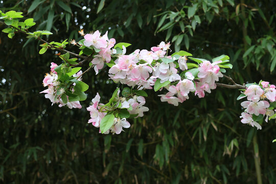 阳春三月鲜花绽放海棠花盛开