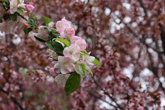 阳春三月鲜花绽放海棠花盛开