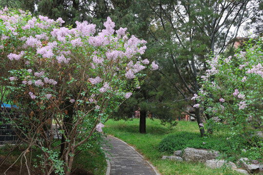 阳春三月鲜花绽放百花盛开