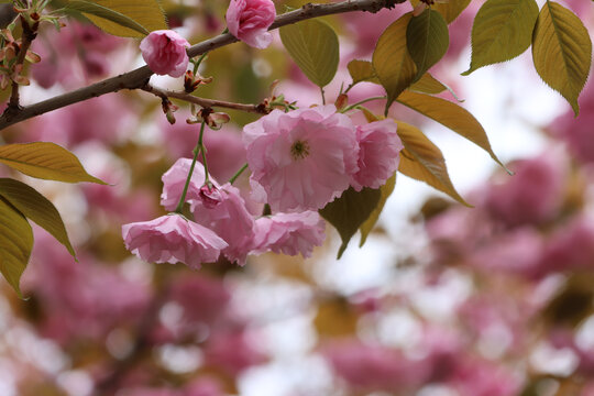 春天三月樱花盛开