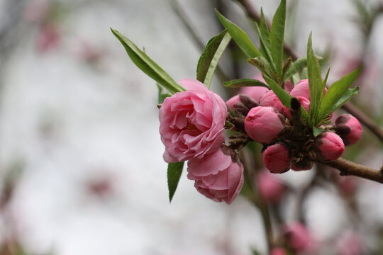 阳春三月鲜花绽放百花盛开