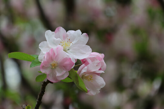 阳春三月鲜花绽放百花盛开
