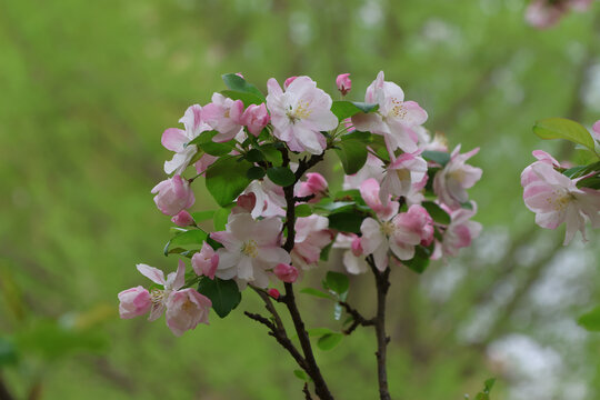 满园海棠花开春季赏花正当时