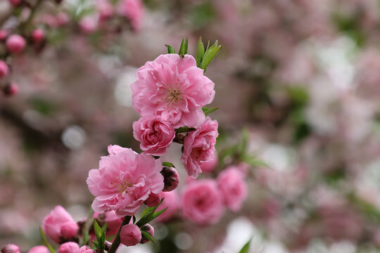 阳春三月桃花盛开春季来临