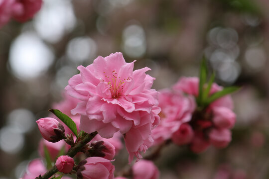 阳春三月桃花盛开春季来临