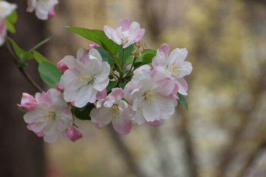 春天公园里盛开的海棠花