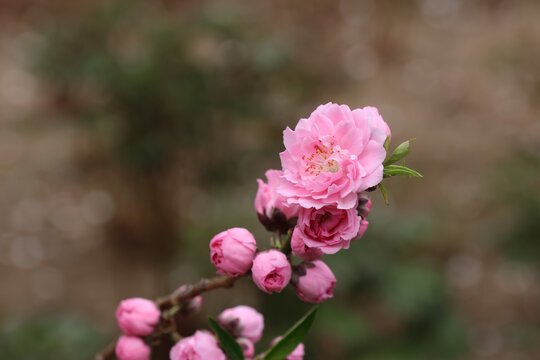 阳春三月桃花盛开春季来临