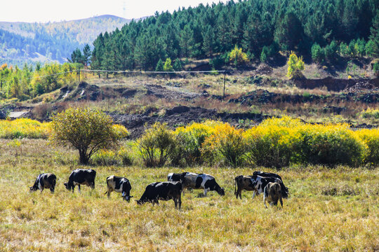 森林牧场牛群吃草
