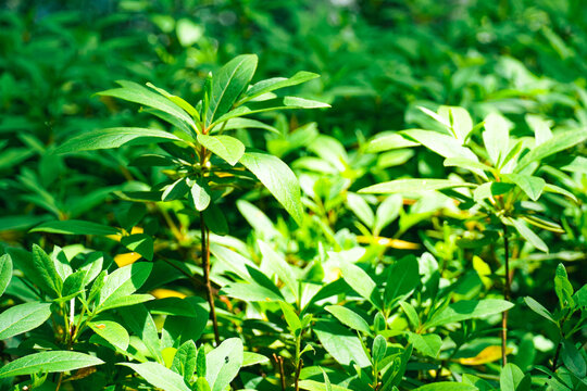 植物叶子绿叶植被光照树叶