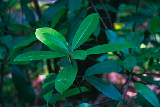 植物叶子绿叶植被光照树叶