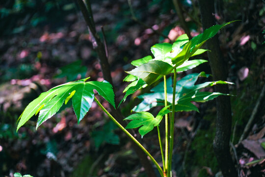 植物叶子绿叶植被光照斑驳光影