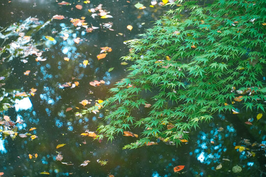 鸡爪槭树叶河边叶子