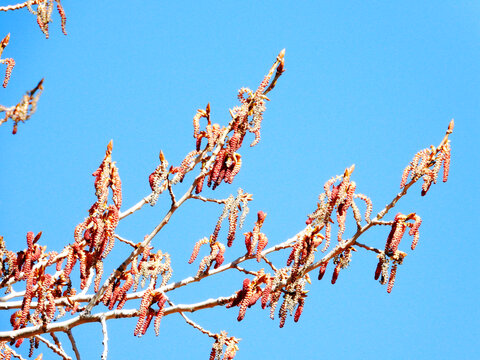 杨树花