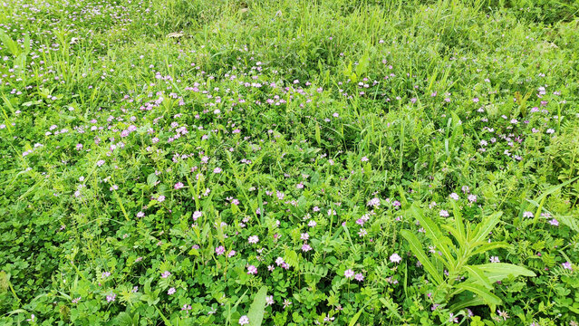 春天里的苜蓿花海