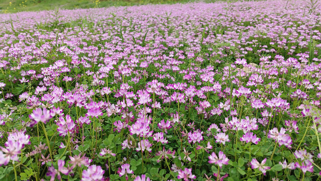 春天里的苜蓿花海