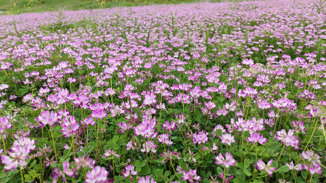 春天里的苜蓿花海