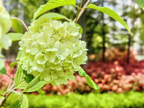 花球花朵鲜花