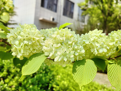 花球花朵鲜花