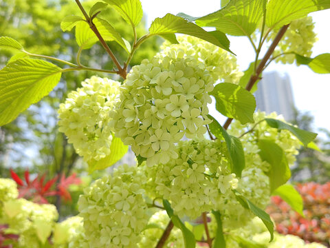 花球花朵鲜花