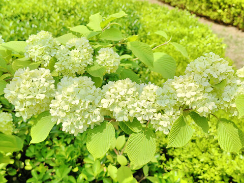 花球花朵鲜花