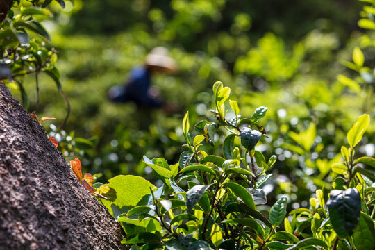 古茶叶